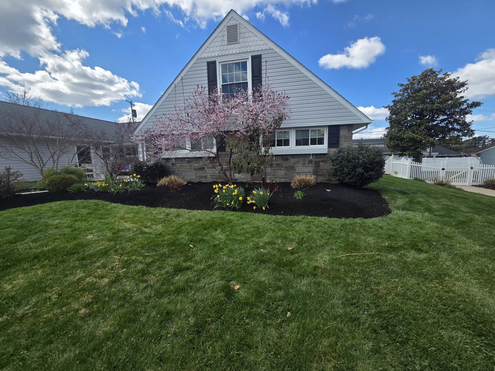 Front foundation bed mulched in black with daffodils in bloom at a stone-front Cape Cod home