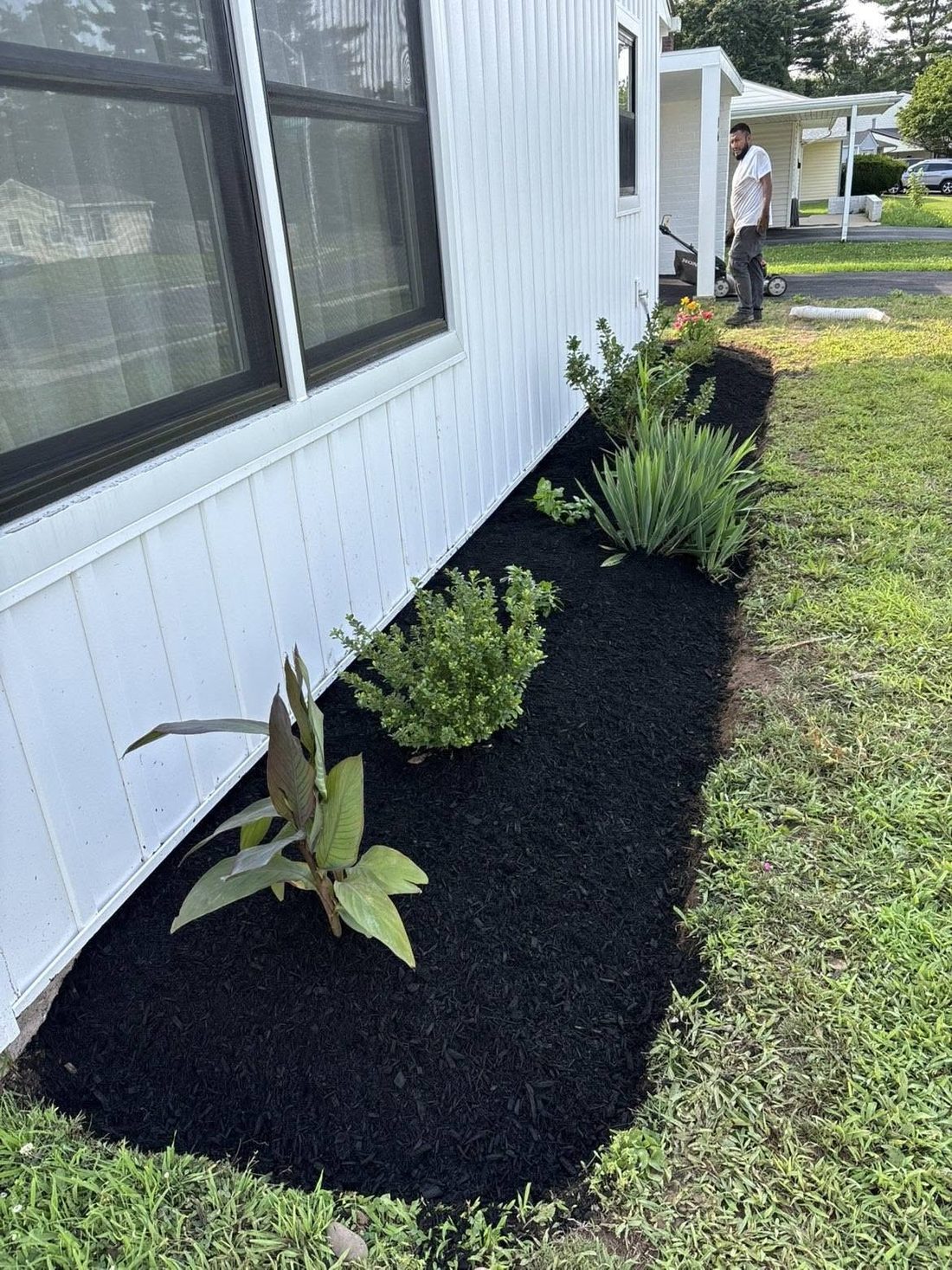 Freshly planted foundation bed with shrubs and perennials in black mulch
