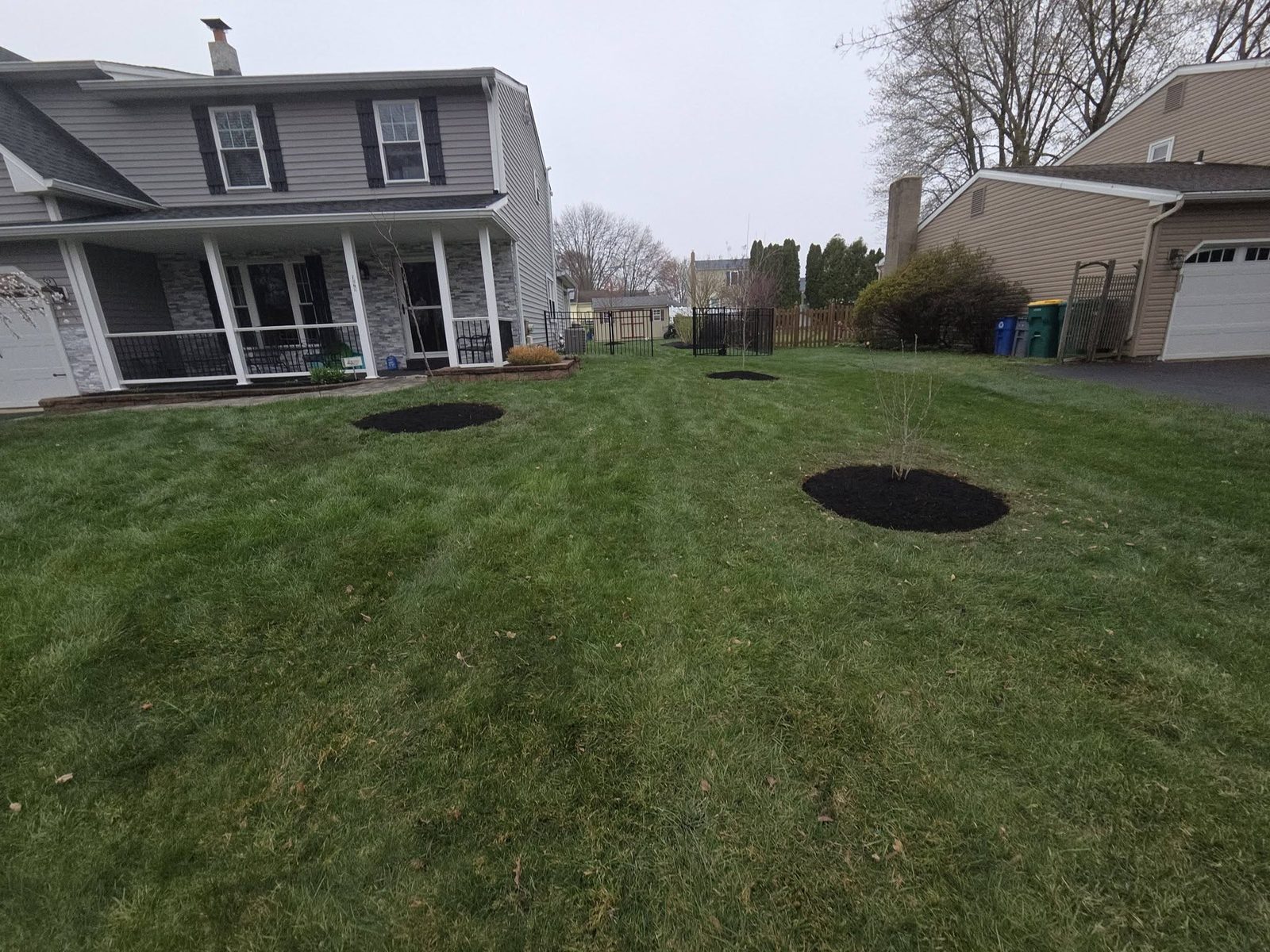 Mulch rings cut around young trees in a mowed front lawn