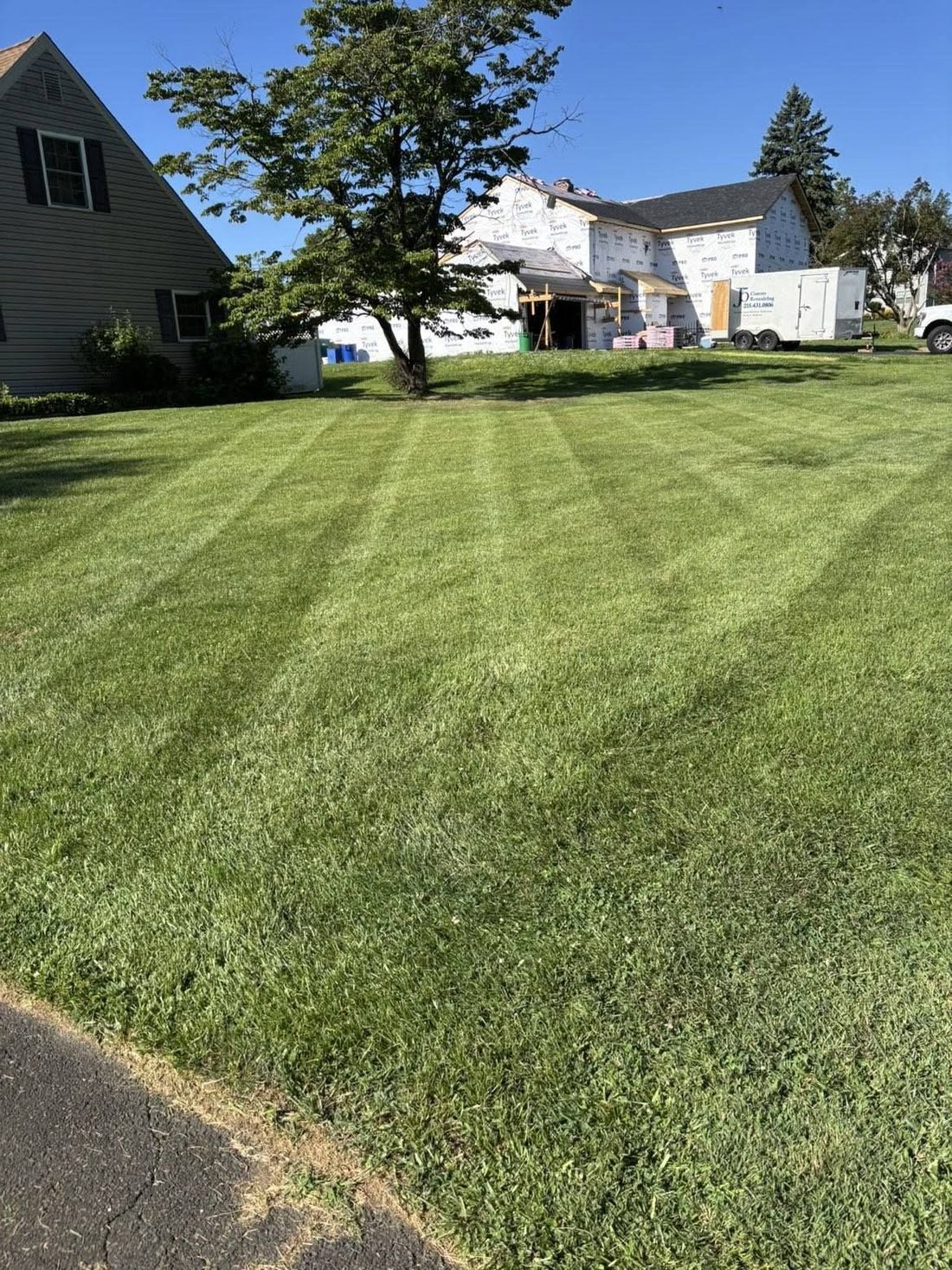 Front lawn mowed in stripes around a mature shade tree